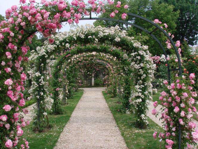 La Roseraie de L’Haÿ-les-Roses, au sud de Paris, est au pic de sa beauté pendant les deux premières semaines du mois de juin.