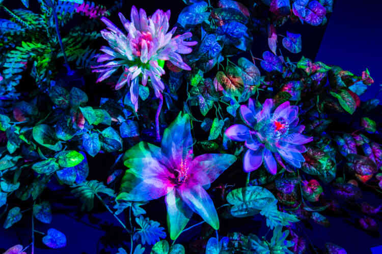 « Des fleurs bioluminescentes s’étalent dans une grande étendue tout en retenue et composent cette roseraie électronique. A l’ombre de la lumière noire où poussent ces végétaux affectés, les fleurs replient leurs pétales électroniques lorsque l’agitation les brusque et attendent le silence pour se remettre à fleurir. »