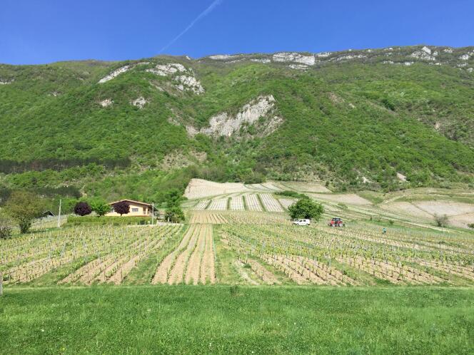 Les vignes de Chignin, en Savoie.
