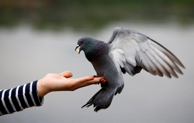 Une femme nourrit un pigeon dans un parc de Minsk, en Biélorussie, le 16 mai.