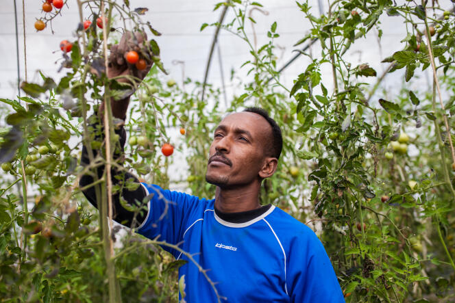 Hassan travaille à Aronnes (Allier) aux Jardins de Cocagne, une entreprise solidaire qui accompagnent les personnes vers l'emploi en leur permettant de cultiver trois hectares de légumes bio et de les vendre. Le 12 septembre 2017.