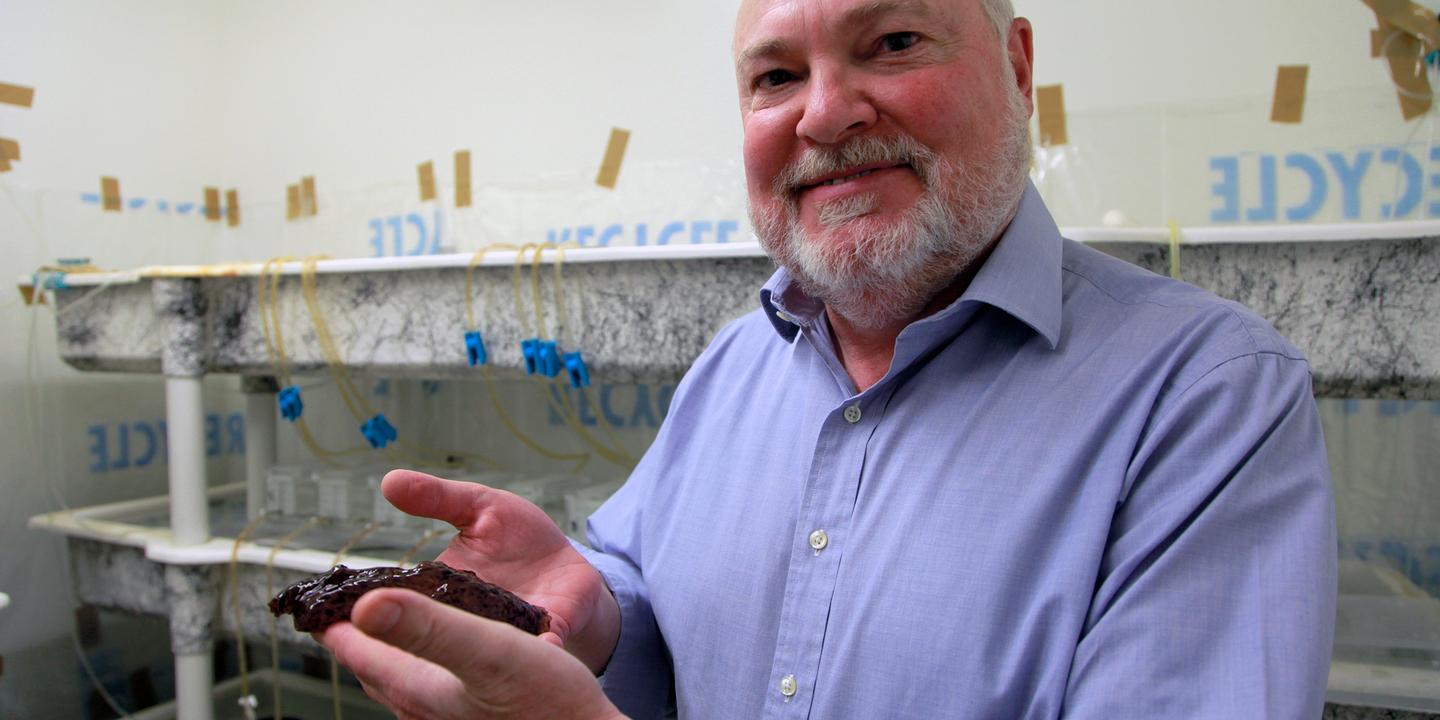 Victime De Censure Sanitaire Professeur Christian Perronne Un étonnant « transfert de mémoire » chez la limace de mer