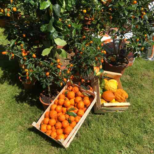 Orangers, citronniers ou bigaradiers sont proposés en pot. Leurs fruits sont vendus sous forme de... confitures.