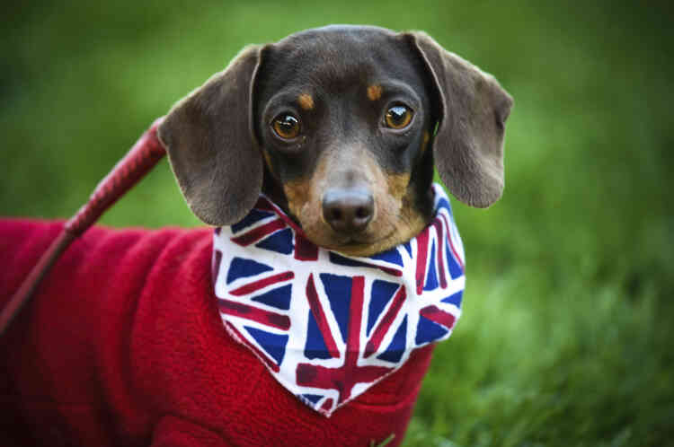On peut même croiser des fans royaux de type canin aux abords du château de Windsor, portant le drapeau du Royaume-Uni, l’« Union Jack ».