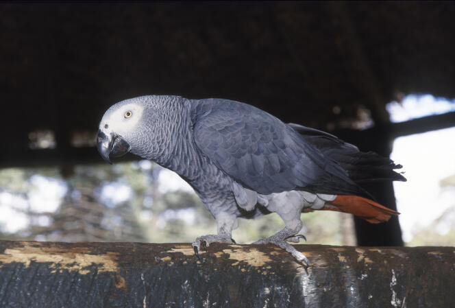Le perroquet gris du Gabon, dont le commerce international est interdit (à l’exception des oiseaux d’élevage).