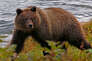 Un ours brun près de la rivière Chilkoot, près de Haines, en Alaska.