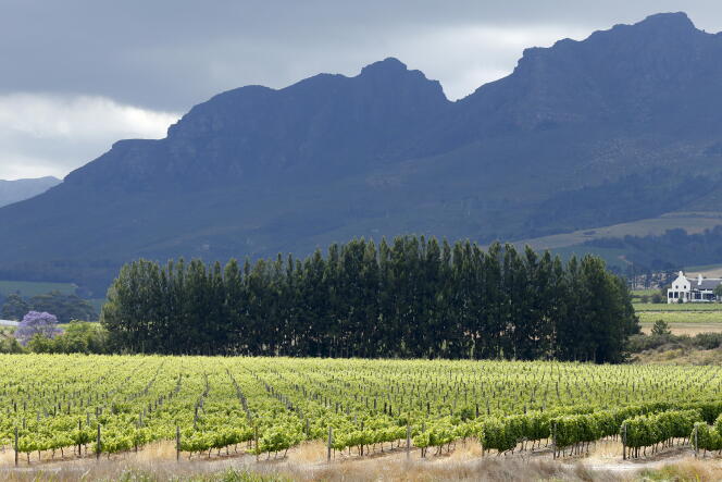 Des vignobles près Stellenbosch, en Afrique du Sud
