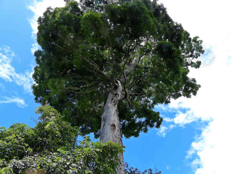 Difficile de le manquer, avec ses 40 mètres de haut, ses 60 tonnes et ses fruits grands comme le bras. Pourtant, « Dinizia jueirana-facao », un arbre de la famille des légumineuses, n’a été décrit qu’en 2017. On n’en connaît que 25 individus, dont la moitié dans une réserve du nord du Brésil.