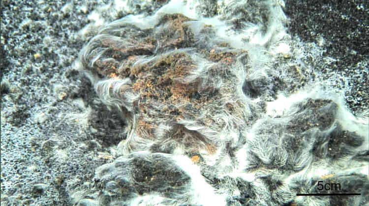 L’éruption, en 2011, du volcan sous-marin Tagoro, dans les îles Canaries, a détruit une grande part de l’écosystème. Trois ans plus tard, des chercheurs ont eu la surprise de constater qu’une bactérie filamenteuse, baptisée « Thiolava veneris », colonisait ce désert. Elle avait formé un épais matelas recouvrant environ 2 000 mètres carrés, à une profondeur de 130 mètres.