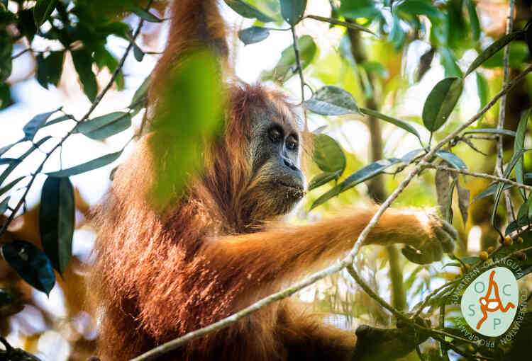 En 2001, on avait fait des orangs-outans de Sumatra (« Pongo abelii ») et de Bornéo (« Pongo pygmaeus ») deux espèces distinctes. En 2017, de nouvelles analyses génétiques ont conduit à découper encore la population de Sumatra, pour faire de 800 individus une nouvelle espèce, baptisée « Pongo tapanuliensis ». La situation de ce grand singe menacé par la déforestation n’en paraît que plus précaire.