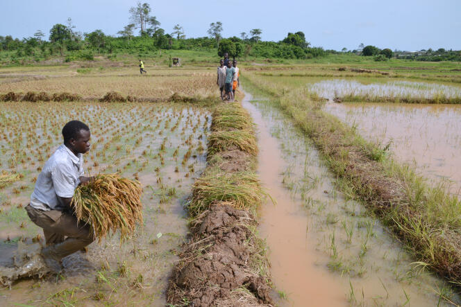 Une rizière dans le sud de la Côte d’Ivoire, en avril 2015.