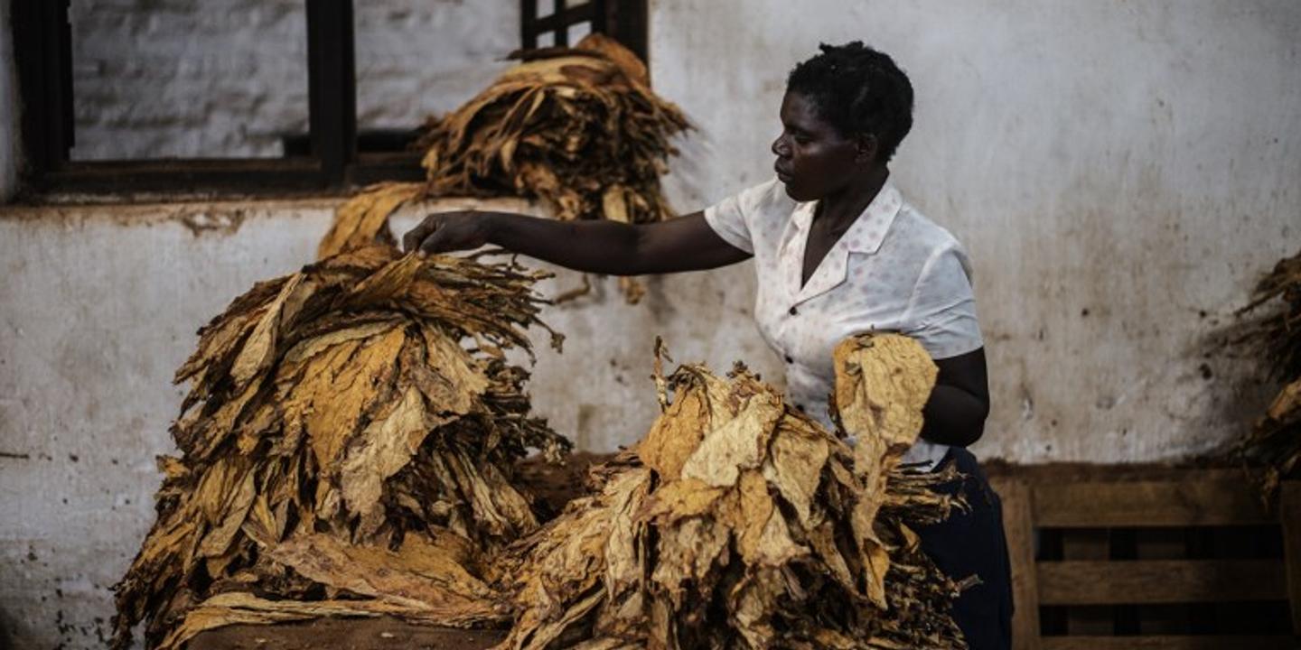 Pourquoi L Economie Du Malawi Ne Fait Toujours Pas Un Tabac