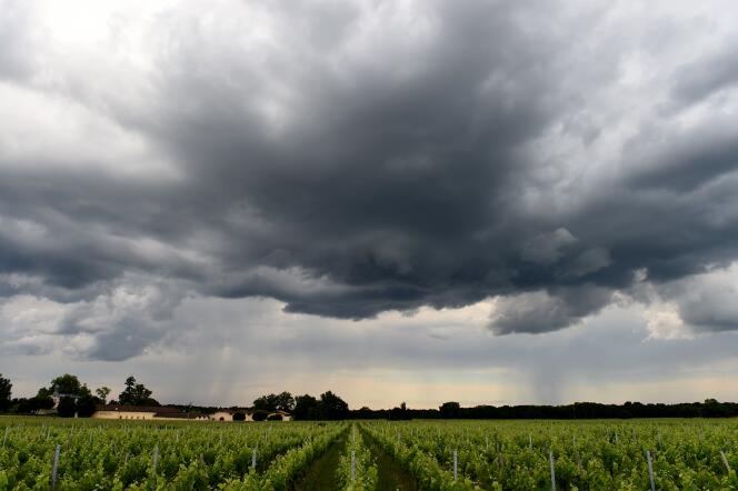 Ciel orageux au-dessus de vignes dans le Médoc, le 3 juin.