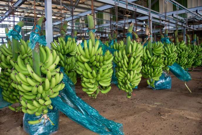 Sur le site de traitement de bananes Changy-Dambas, à Capesterre Belle-Eau en Guadeloupe, le 10 avril.