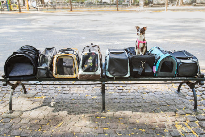 Les meilleurs sacs de transport pour animaux : le choix de ProduceBlog