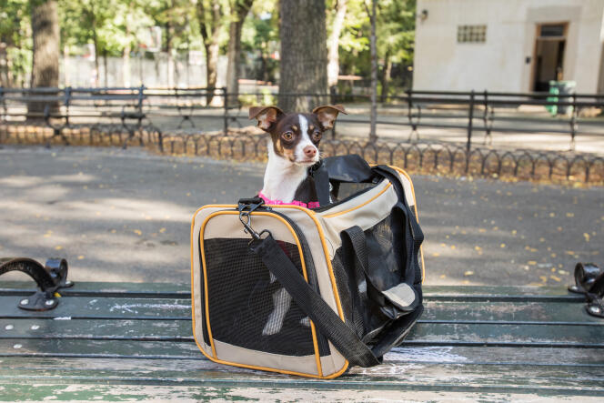 Notre sélection des meilleurs sacs de transports pour votre chat ou votre  chien