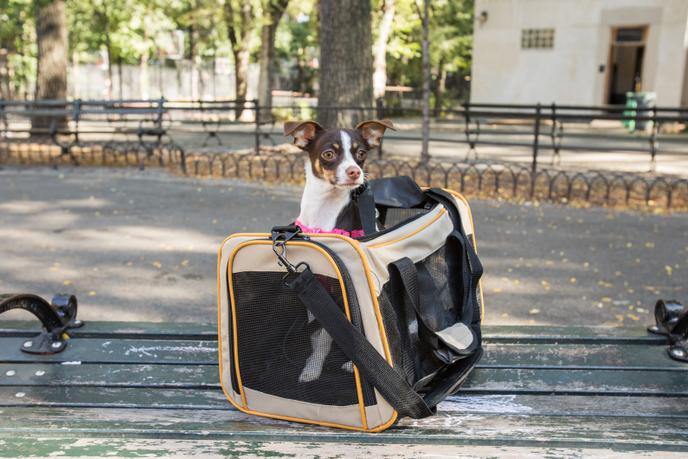 Notre Sélection Des Meilleurs Sacs De Transports Pour Votre