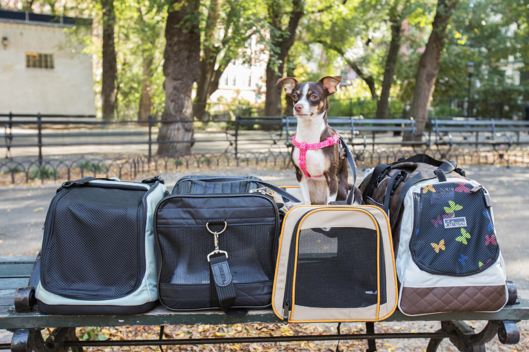 Notre sélection des meilleurs sacs de transports pour votre chat ou votre  chien