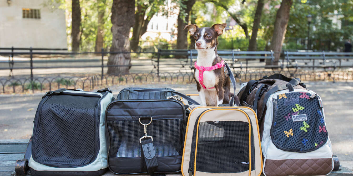 🏆 Quels sont les meilleurs sacs de transport pour chien