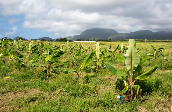 « S’il existe près d’un millier d’espèces de bananes, une espèce particulière, la cavendish, parce qu’elle se conserve bien au transport, a été choisie dans les années 1950 par les grandes firmes comme United Fruit » (Bananeraie en Guadeloupe).