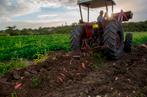Farmer Marcel Kichenassamy works on his family's sweet potato plantation in Dubedou, Saint-Francois, on the French overseas territory of Guadeloupe on April 11, 2018. Dominated by export plantations of cane and bananas, the Guadeloupean agriculture is umable to feed the population of the island. People from the agriculture sector try to change this situation with complex origins. / AFP / Helene Valenzuela