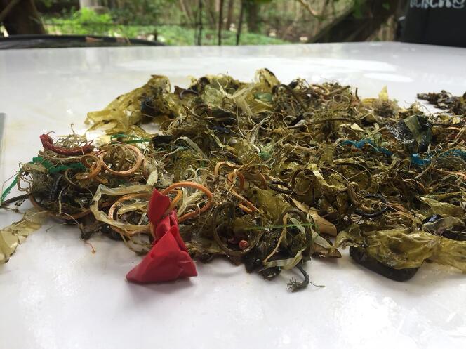 Photo des plastiques retirés de l’estomac d’une tortue verte morte au centre marin de Chantaburi, en Thaïlande, le11 juin.