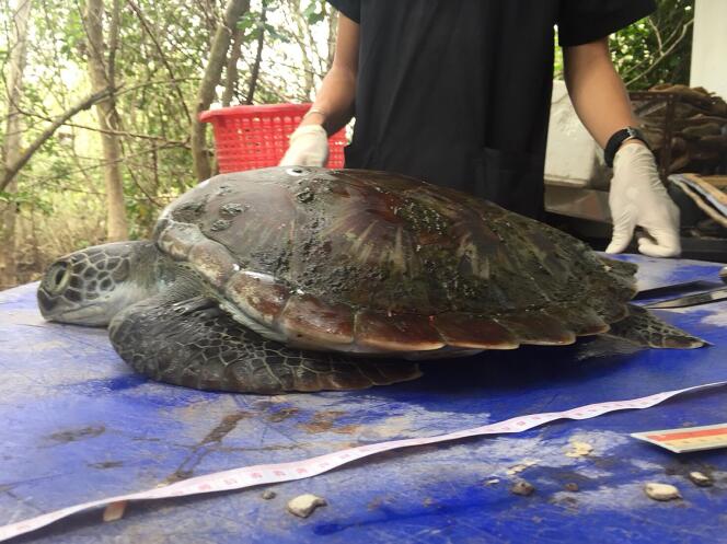 La tortue verte prise en charge au centre marin de Chantaburi le 6 juin n’a pas pu être sauvée.