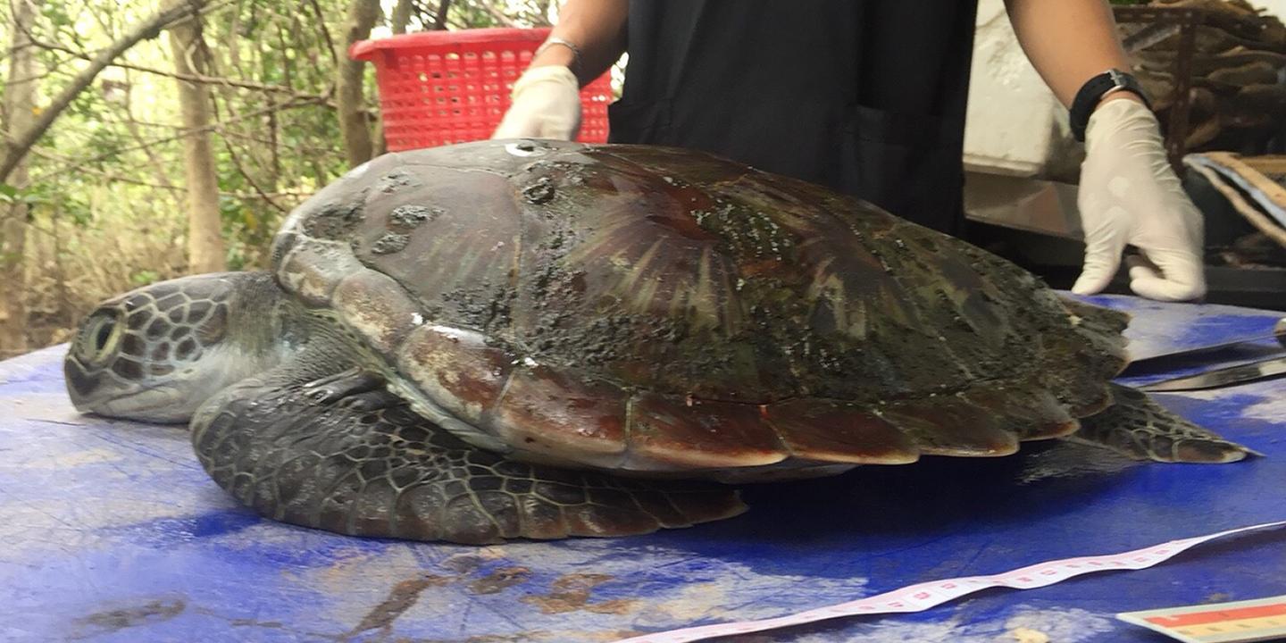 Calendrier 2022 Tortue