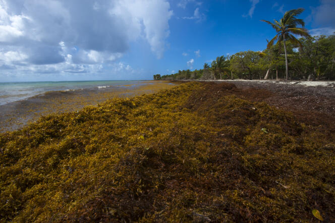 Algues brunes sur la plage des Salines, près de la ville du Gosier (Guadeloupe), le 23 avril.