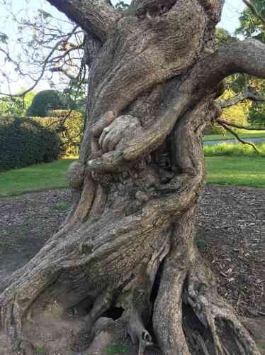 Les formes noueuses et suggestives de cet arbre ne doivent rien à la... main de l’homme.