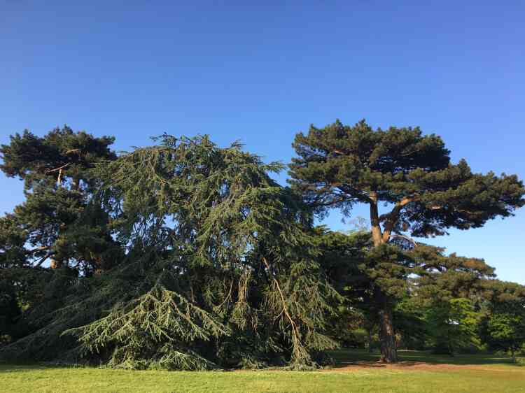 L’arboretum de Kew comprend 14 000 arbres, de 2 000 espèces. Certains, aussi âgés que le jardin, ont été plantés au XVIIIe siècle.