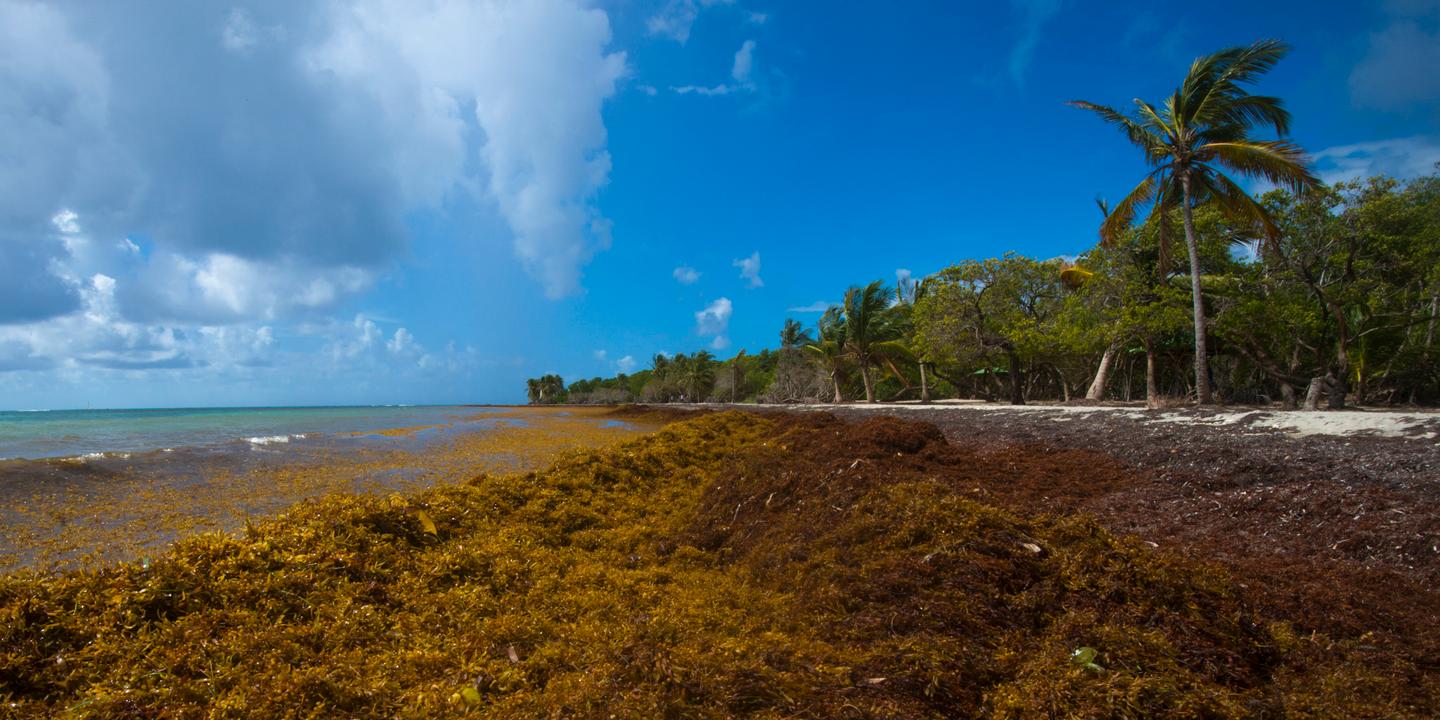 Les algues sargasses de retour en Guadeloupe