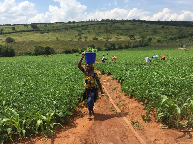 Un champ de maïs dans les plaines de Busasamana, dans le sud du Rwanda, en mai 2018.