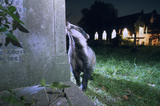 Un blaireau, dans un cimetière du sud de Londres.