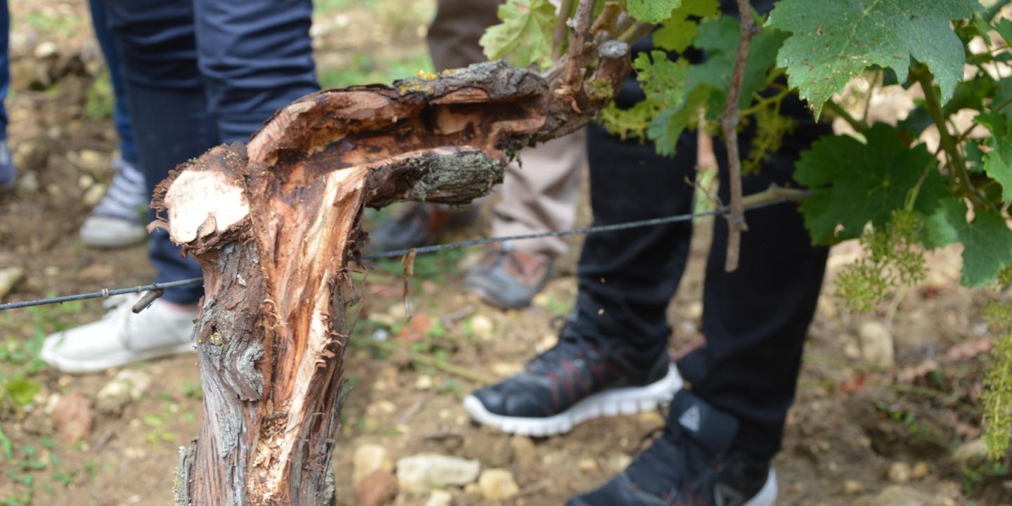 Chaussure pour travailler dans les sale vignes