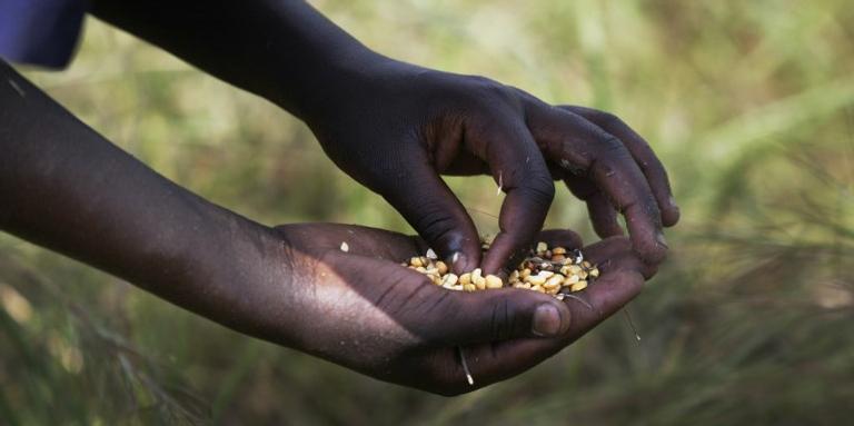ROBERTO SCHMIDT/AFP Le maïs, qui permet de cuisiner l’« ugali », constitue l’aliment de base de nombreux Tanzaniens.
