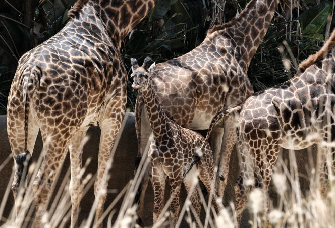 Girafes du zoo de Los Angeles (Californie).