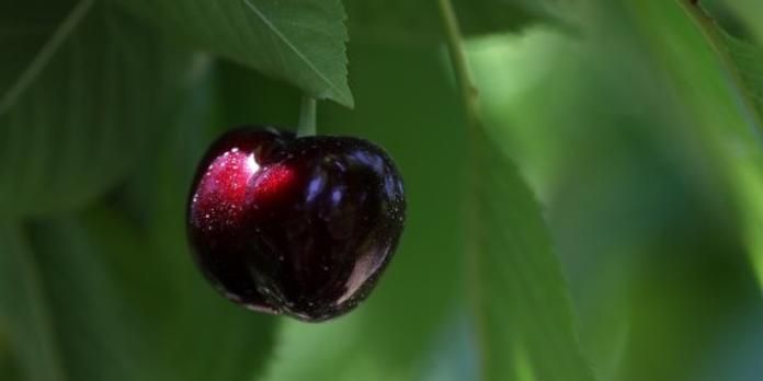 le retour de la cerise turque inquiete les agriculteurs francais