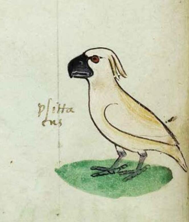Les cacatoès femelles, ici, celle qui apparaît au folio 20, ont les yeux brun-rouge ou rouge, les mâles les yeux noirs.