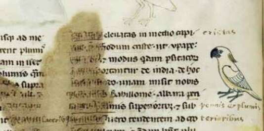 Au détour du folio 18v, un héron et un cacatoès.
