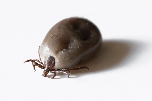 Max Cook / Getty Images Macro photo of a tick that was found on my dog.