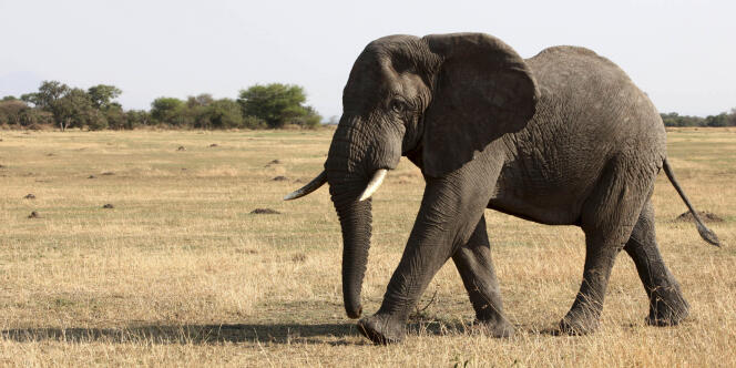Un éléphant dans le parc national du Serengeti, en Tanzanie, en août 2012.