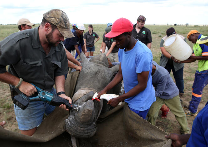 Prélèvement d’une corne sur un rhinocéros anesthésié, en 2016 à Klerksdorp, en Afrique du Sud.