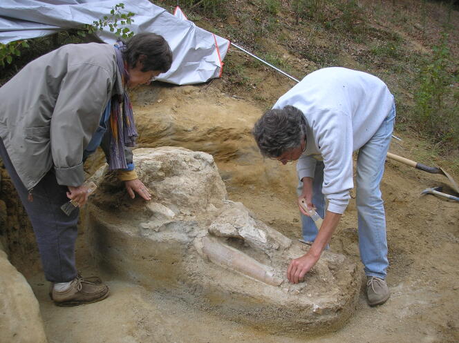 Des chercheurs découvrent le crâne du « mastodonte de Toulouse »