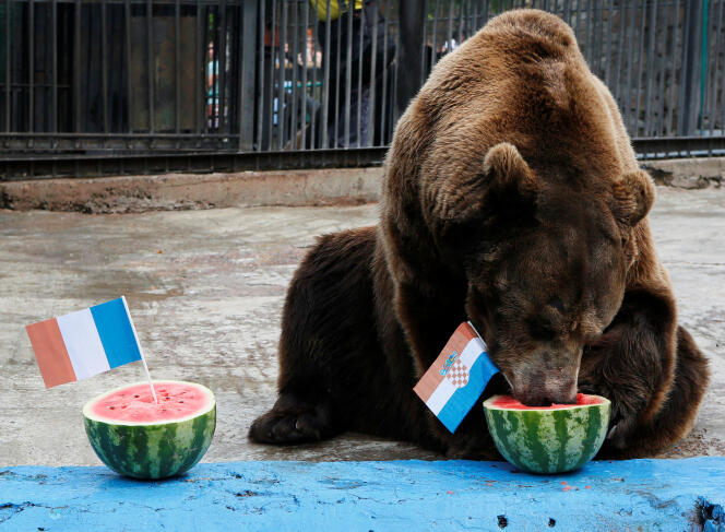 L’ours Buyan, du zoo Royev Ruchey de Moscou, prédit la victoire de la Croatie face à la France à la veille de la finale de la Coupe du monde, le 14 juillet 2018.