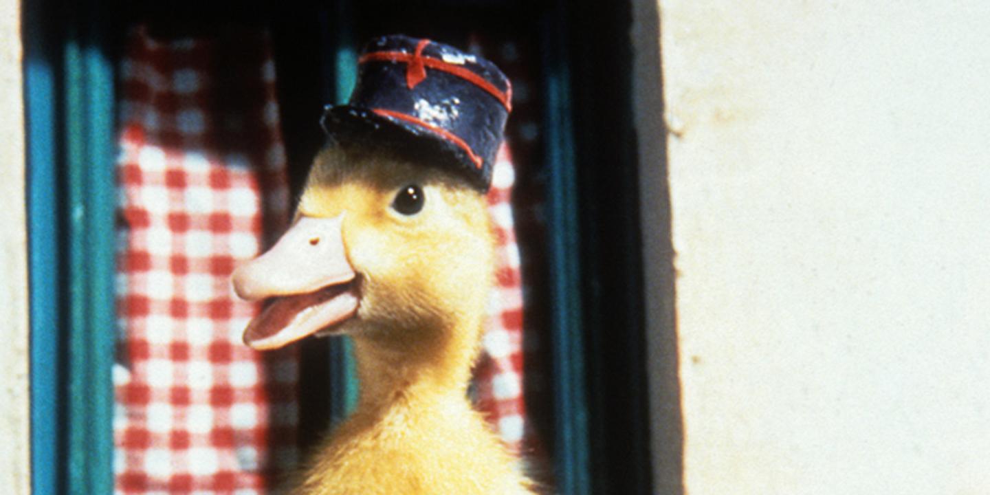 Saturnin Rintintin Flipper Le Douloureux Destin Des