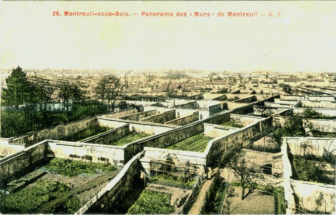 A Montreuil Un Labyrinthe Vert Ou Les Peches Poussent Sur Des Murs