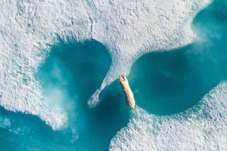 La photographie de l’année : « Above the Polar Bear ». Cette image montre un ours polaire dans la région de l’île Bylot, dans l’Arctique canadien. L’auteur de cette photo, le Français Florian Ledoux, veut contribuer à alerter sur la fonte des glaces qui menace les ours polaires et leur habitat.