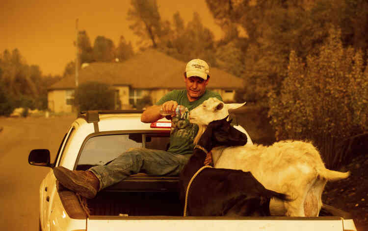 Mark Peterson, dont la maison a été détruite par l’incendie, fait boire les chèvres qu’il a pu sauver, à Redding, le 27 juillet.
