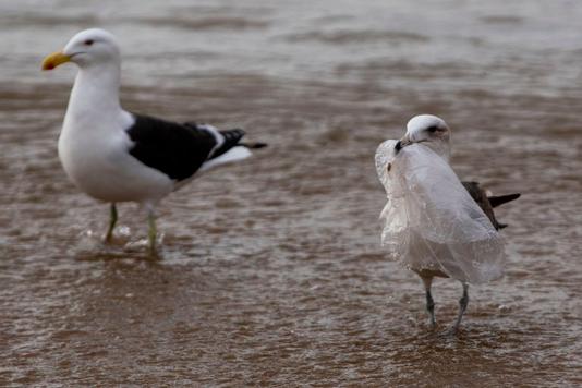 Un goÃ©land ramasse un sac en plastique sur la plage deÂ Caleta Portales, Ã  Valparaiso, au Chili, le 17 juillet 2018.
